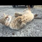 冬でも元気過ぎるこの猫だけおかしい(YouTube)