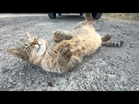 冬でも元気過ぎるこの猫だけおかしい(YouTube)