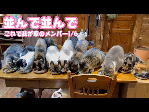 並んで並んで夕ご飯  みんな良い子  2026 01 12 2(YouTube)