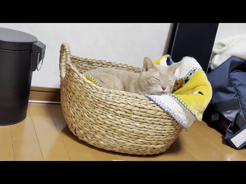 平穏に暮らしてるひのきの一日(YouTube)