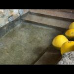 カピバラの長風呂対決(YouTube)