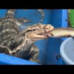 冬レプ2日間ありがとうございました【爬虫類ごはんあげラジオ09】(YouTube)