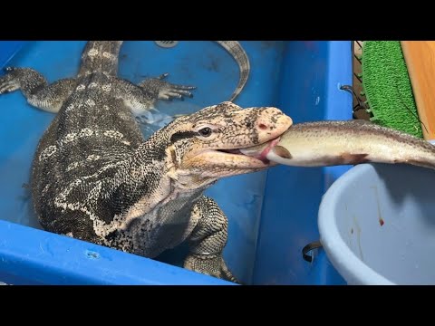 冬レプ2日間ありがとうございました【爬虫類ごはんあげラジオ09】(YouTube)