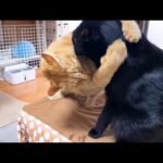 優しくて大人気な茶トラ猫について回る黒猫くんがこうなりました…笑(YouTube)