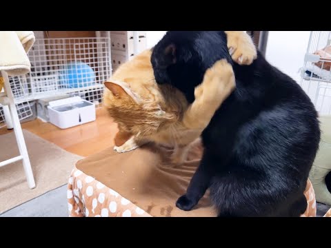 優しくて大人気な茶トラ猫について回る黒猫くんがこうなりました…笑(YouTube)