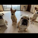 新年早々嬉しいご報告が沢山あります♪ぶるまるのおかげでセン＆ハク譲渡会が大成功？しました！(YouTube)