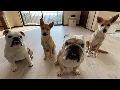 新年早々嬉しいご報告が沢山あります♪ぶるまるのおかげでセン＆ハク譲渡会が大成功？しました！(YouTube)