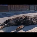 漁港の街の路地裏で自由に歩き回る猫たちに出会った(YouTube)