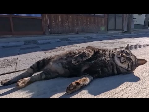 漁港の街の路地裏で自由に歩き回る猫たちに出会った(YouTube)
