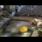 カピバラ露天風呂 capybara bath(YouTube)