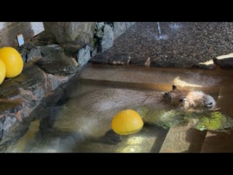カピバラ露天風呂 capybara bath(YouTube)
