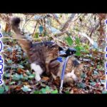 元野良猫ボス吉の里帰りに初めて同行‼ジャングルの先で見た野生時代のガチ実家に驚愕しました🐈😱(YouTube)