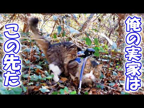 元野良猫ボス吉の里帰りに初めて同行‼ジャングルの先で見た野生時代のガチ実家に驚愕しました🐈😱(YouTube)