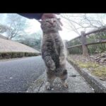 山道を歩いていると、サビ猫が可愛い声で何かを訴えてきた(YouTube)