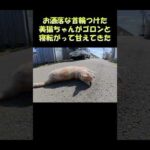 お洒落な首輪をつけた美猫ちゃんがゴロンと寝転がって甘えてきた #猫 #ねこ #cat(YouTube)