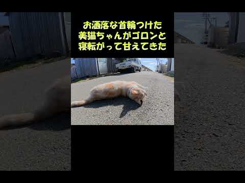 お洒落な首輪をつけた美猫ちゃんがゴロンと寝転がって甘えてきた #猫 #ねこ #cat(YouTube)