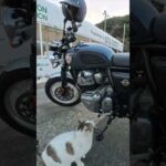 ロイヤルエンフィールド、猫にも人気です。(YouTube)