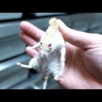 産まれて一度も餌を食べない蛇にコイツを食べさせてみる(YouTube)