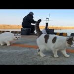 よく喋る猫ちゃん釣り場パトロール中にサボってモフられにきた「あ、やべえあの人連れてるよ」スタスタ。お魚ゲット!(YouTube)