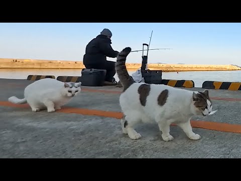 よく喋る猫ちゃん釣り場パトロール中にサボってモフられにきた「あ、やべえあの人連れてるよ」スタスタ。お魚ゲット!(YouTube)