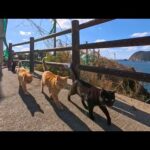 山道を歩いていたら猫が次々と合流…みんなで絶景スポットへ向かった(YouTube)