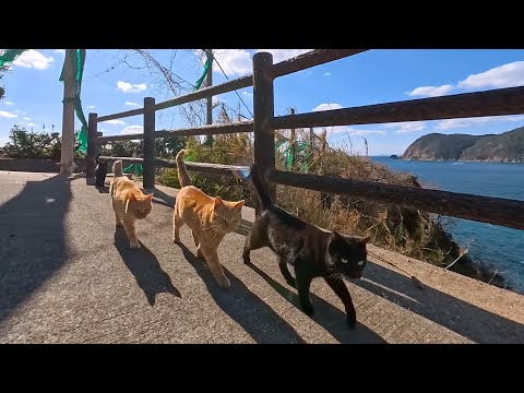 山道を歩いていたら猫が次々と合流…みんなで絶景スポットへ向かった(YouTube)