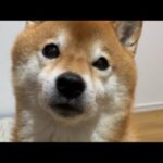 【後半】柴犬さん、寒いけどお外に行きたいしオヤツ食べたい配信(YouTube)