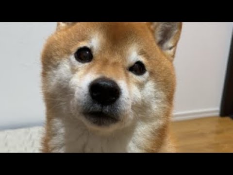 【後半】柴犬さん、寒いけどお外に行きたいしオヤツ食べたい配信(YouTube)