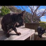 港の近くにある無料猫カフェ🐱席に着いた瞬間、担当猫が来る幸せ時間(YouTube)