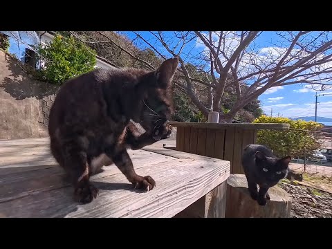 港の近くにある無料猫カフェ🐱席に着いた瞬間、担当猫が来る幸せ時間(YouTube)