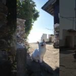 島のカフェから出てきた白猫ちゃんがかわいすぎた(YouTube)