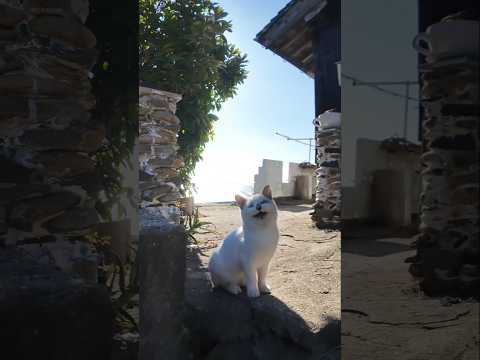 島のカフェから出てきた白猫ちゃんがかわいすぎた(YouTube)