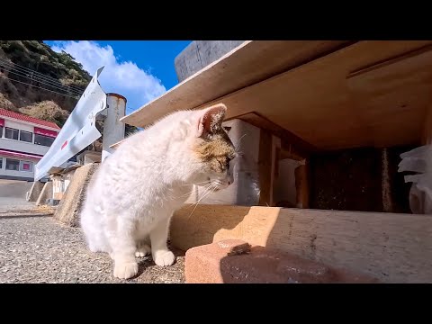 フェリー乗り場のよく喋る猫ちゃん、猫ハウスを覗いたら住人に本気で怒られたｗ(YouTube)