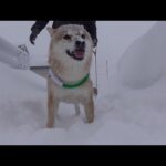 雪で外に出られない朝…柴犬の散歩に異変【最長寒波】(YouTube)