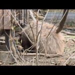 元旦ベイビーうまれました。new year babies(YouTube)