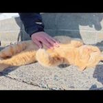 茶トラ猫をモフっていたら無防備にお腹を見せてくれた(YouTube)