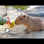 赤ちゃんカピバラ、初めてのりんごのお味はいかに？🍎(YouTube)
