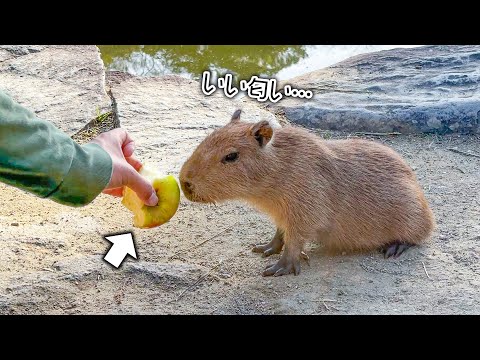 赤ちゃんカピバラ、初めてのりんごのお味はいかに？🍎(YouTube)