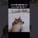 柴犬は道なき道を前に戸惑ってしまう #shibainu #犬のいる生活 #青森(YouTube)