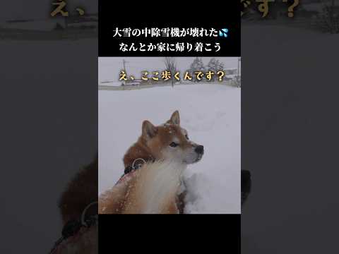 柴犬は道なき道を前に戸惑ってしまう #shibainu #犬のいる生活 #青森(YouTube)