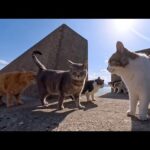 海辺で開催されていた猫の集会に参加してきたら可愛さが限界突破した(YouTube)