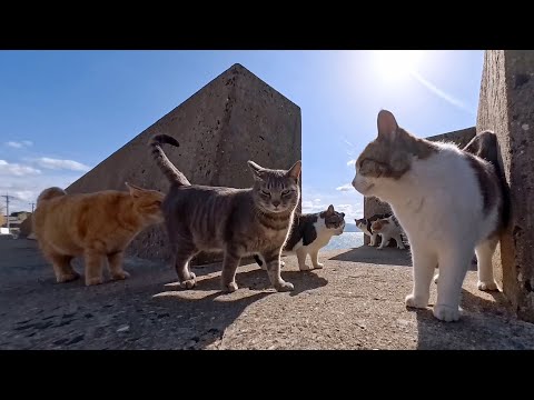 海辺で開催されていた猫の集会に参加してきたら可愛さが限界突破した(YouTube)
