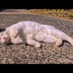 草むらで寝ていた白黒猫が起きてきて…なぜか一緒に散歩することに(YouTube)