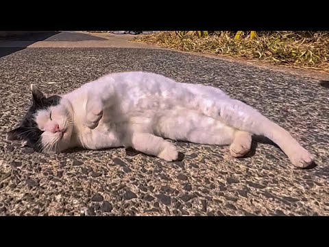 草むらで寝ていた白黒猫が起きてきて…なぜか一緒に散歩することに(YouTube)
