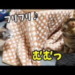自由奔放な姫猫の周りはいろんな意味でみんながドキドキします(笑)(YouTube)