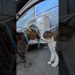 機嫌よく甘えに来たキジトラ猫、角を曲がった瞬間ライバル猫とまさかの鉢合わせ！(YouTube)