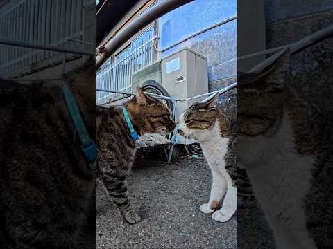 機嫌よく甘えに来たキジトラ猫、角を曲がった瞬間ライバル猫とまさかの鉢合わせ！(YouTube)