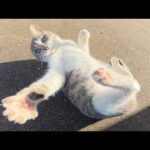 子猫から中猫へと成長した灰シロ猫が先輩達と元気に遊び回る(YouTube)