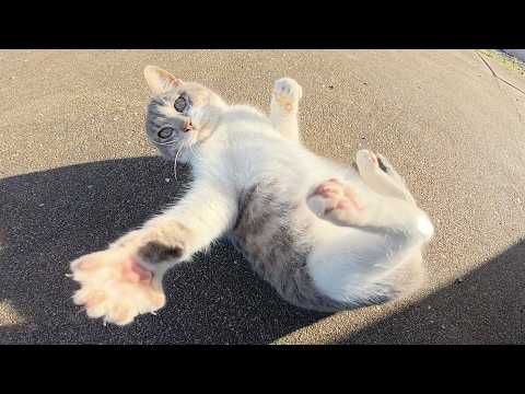 子猫から中猫へと成長した灰シロ猫が先輩達と元気に遊び回る(YouTube)