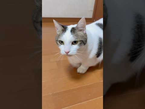 シャー言われるで(YouTube)